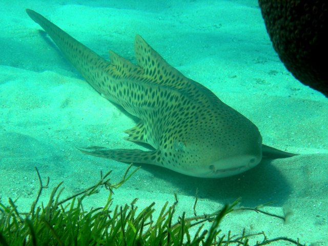26- Requin-leopard 